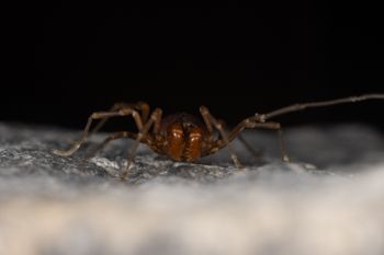 Media type: image;   Invertebrate Zoology 168077 Description: Digital photograph of specimen in life.;
